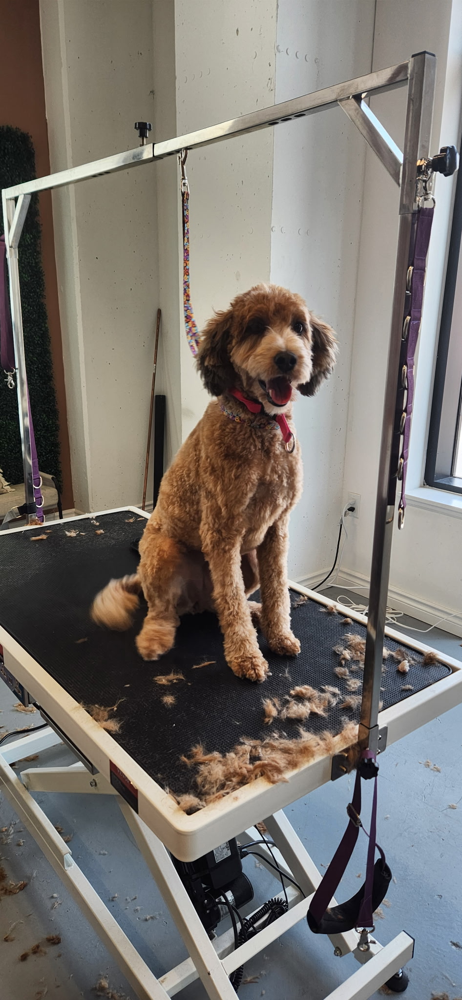 A cute dog mid-groom up on a table.